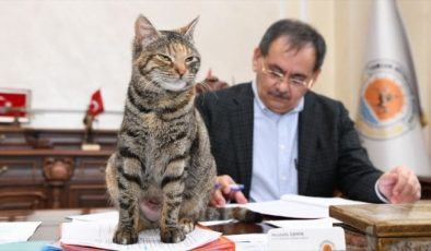 Samsun Büyükşehir Belediye Başkanı Demir’in kedi sevgisi