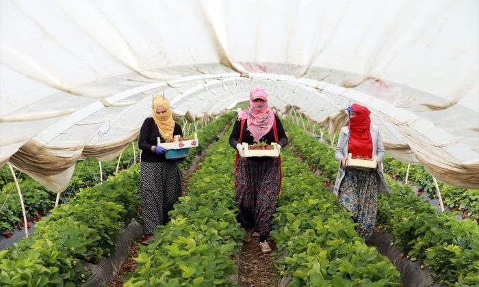 Aydın’da kadınların ”emek mücadelesi”