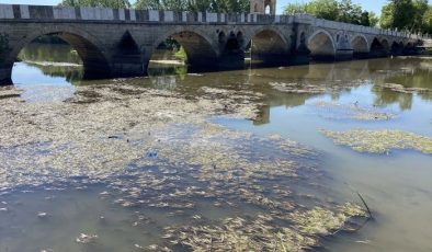 Tunca Nehri’nin bazı kesimlerinde yosunlar yüzeye çıktı