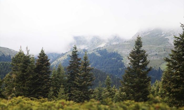 Ilgaz Dağı’nda oluşan sis görsel şölen sundu