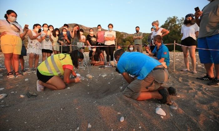 Antalya’da caretta caretta yavruları denizle buluşmaya başladı