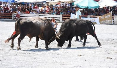 Germencik 6. Geleneksel Boğa Güreşi Festivali yapıldı