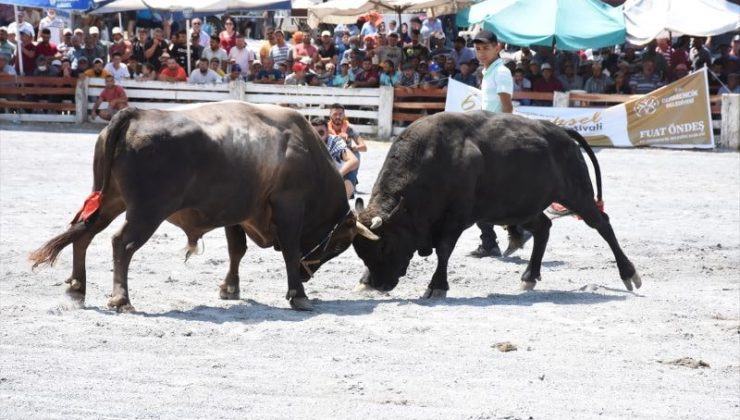 Germencik 6. Geleneksel Boğa Güreşi Festivali yapıldı