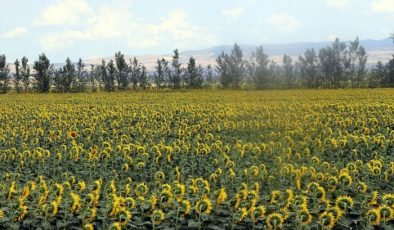 Tarımsal kuraklık Amasya’da ürün ekimini değiştirdi