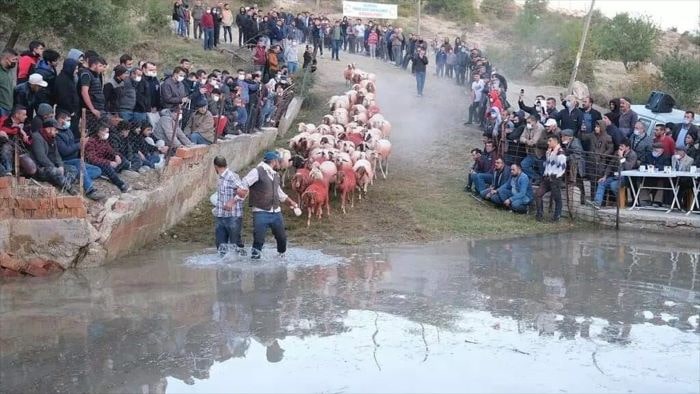 Burdur’un 750 yıllık “sudan koyun geçirme” geleneği