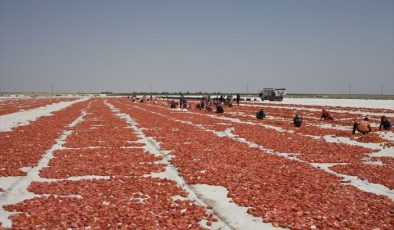 İtalyan spagettisinin sosu kurutulmuş Türk domatesinden