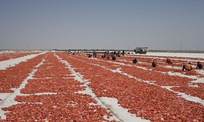 İtalyan spagettisinin sosu kurutulmuş Türk domatesinden