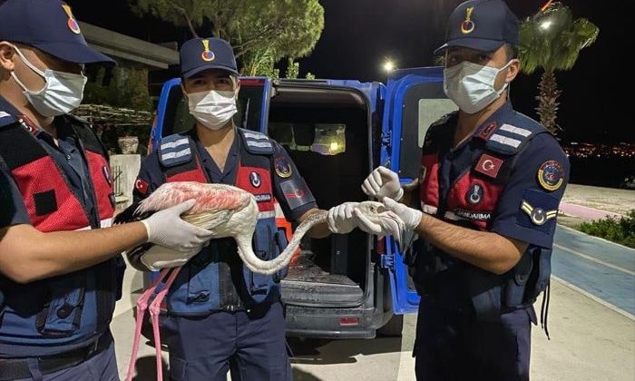 İzmir’de yaralı flamingoya jandarma ekipleri sahip çıktı