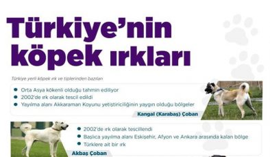 Türkiye’nin yerli köpek ırkları