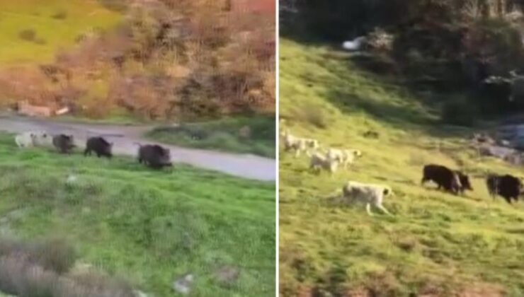 Sokak köpekleri şehre inen domuzları insanların arasında böyle kovaladı